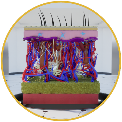 Interact with the main screen to discover the different layers of the skin and their components in differemt modes, watch animations of skin functions, and access voice-guided explanations.